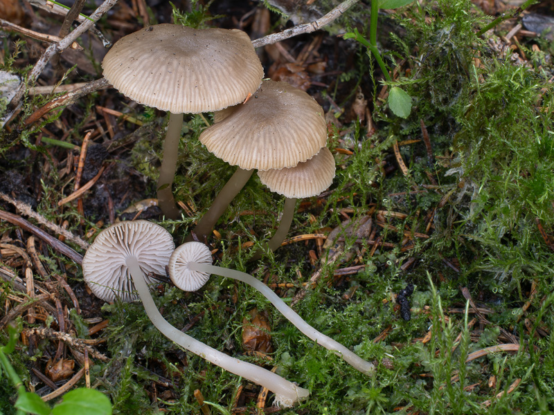 Fayodia bisphaerigera Fayodia bisphaerigera